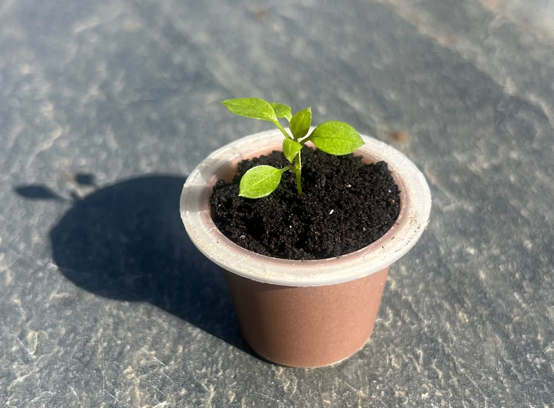 Qué significa que una cápsula sea compostable y qué no te están contando
