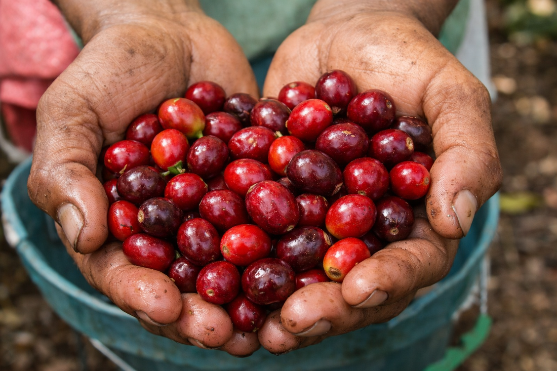 Qué es el café de especialidad y por qué sabe distinto