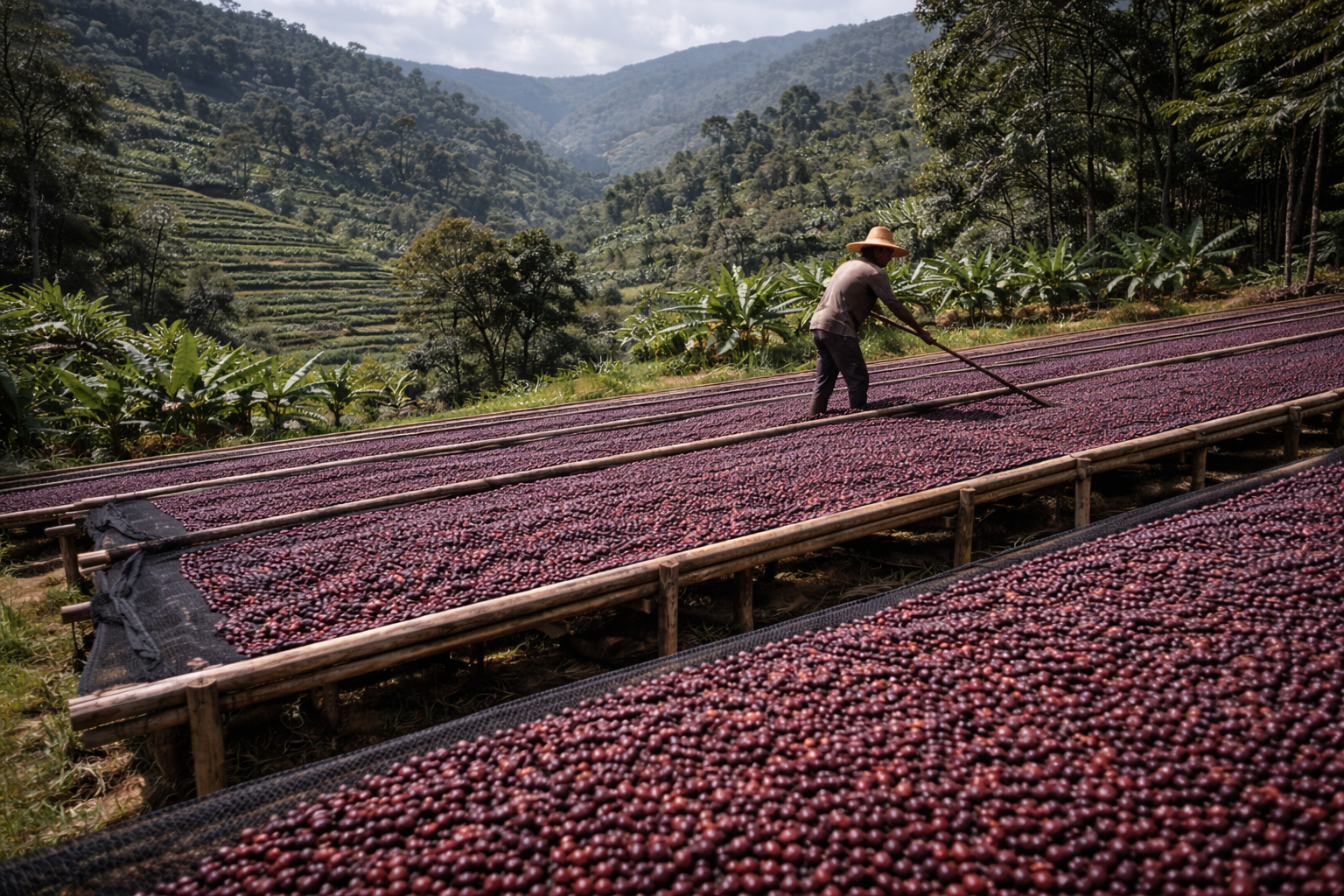 Drying coffee at the origin on African beds
